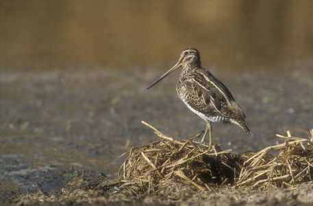 常见只鹬，gallinago gallinago