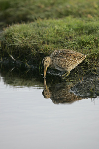 常见只鹬，gallinago gallinago