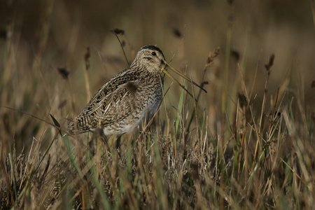 常见只鹬，gallinago gallinago