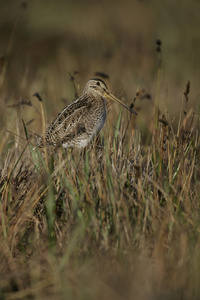 常见只鹬，gallinago gallinago