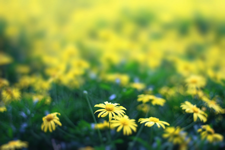美丽的黄色花朵的花卉农场