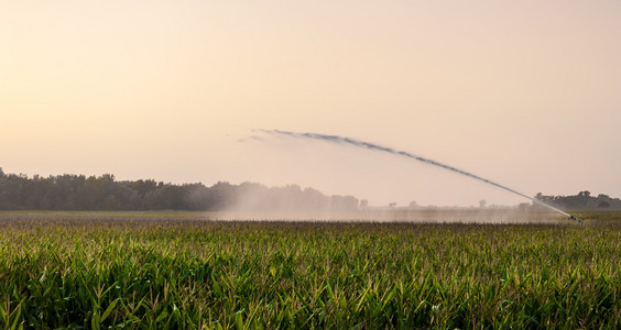 灌溉对玉米田图片
