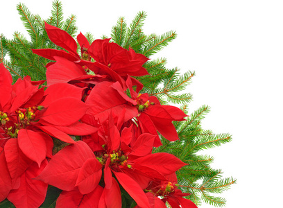 rama roja flor de Pascua y rbol de Navidad