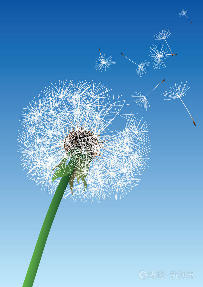 在蓝色背景上的矢量蒲公英