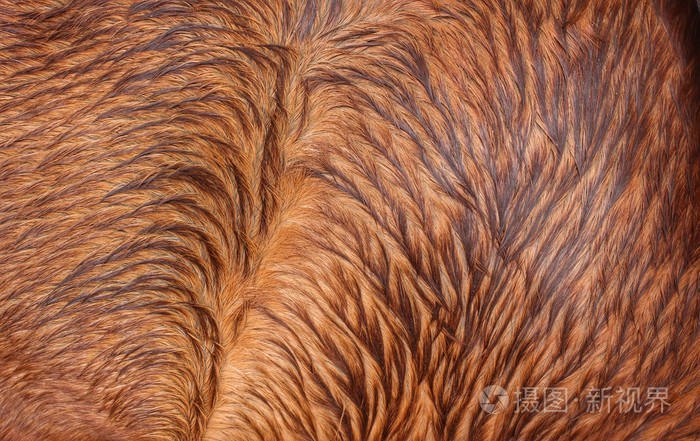 棕色马毛