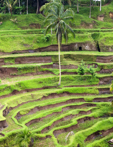 漂亮的露台稻田在巴厘岛，巴厘岛，印度尼西亚