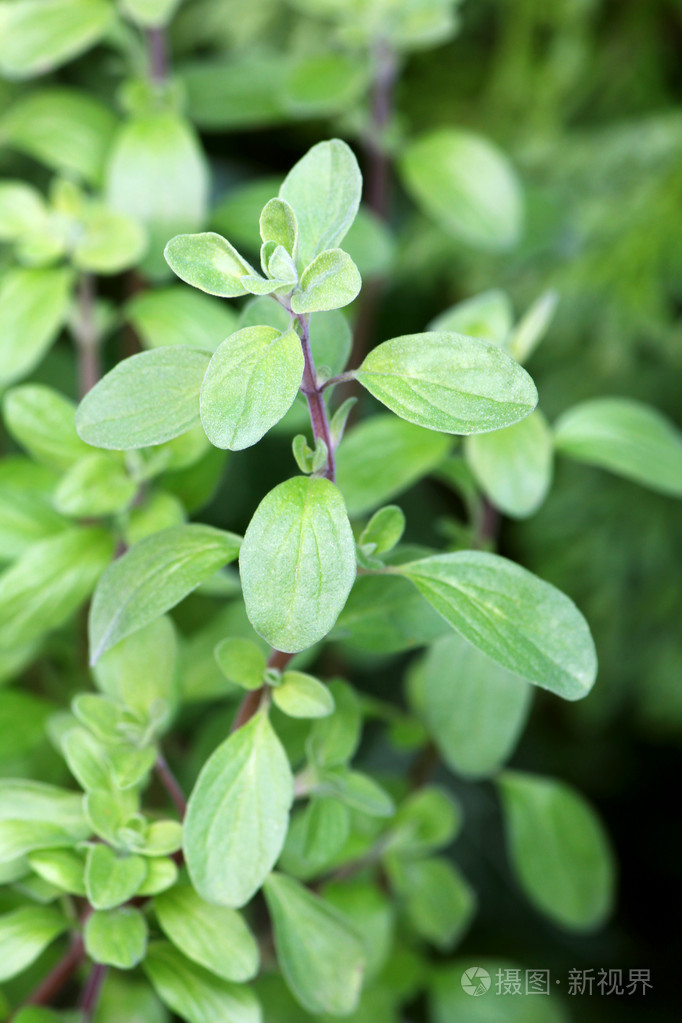 在花园里的牛野生马郁兰