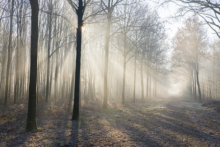 雾中秋天的树林