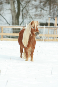 有长长的鬃毛，在冬天的美丽板栗小马