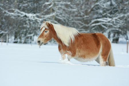 令人惊异的 haflinger 雪中奔跑