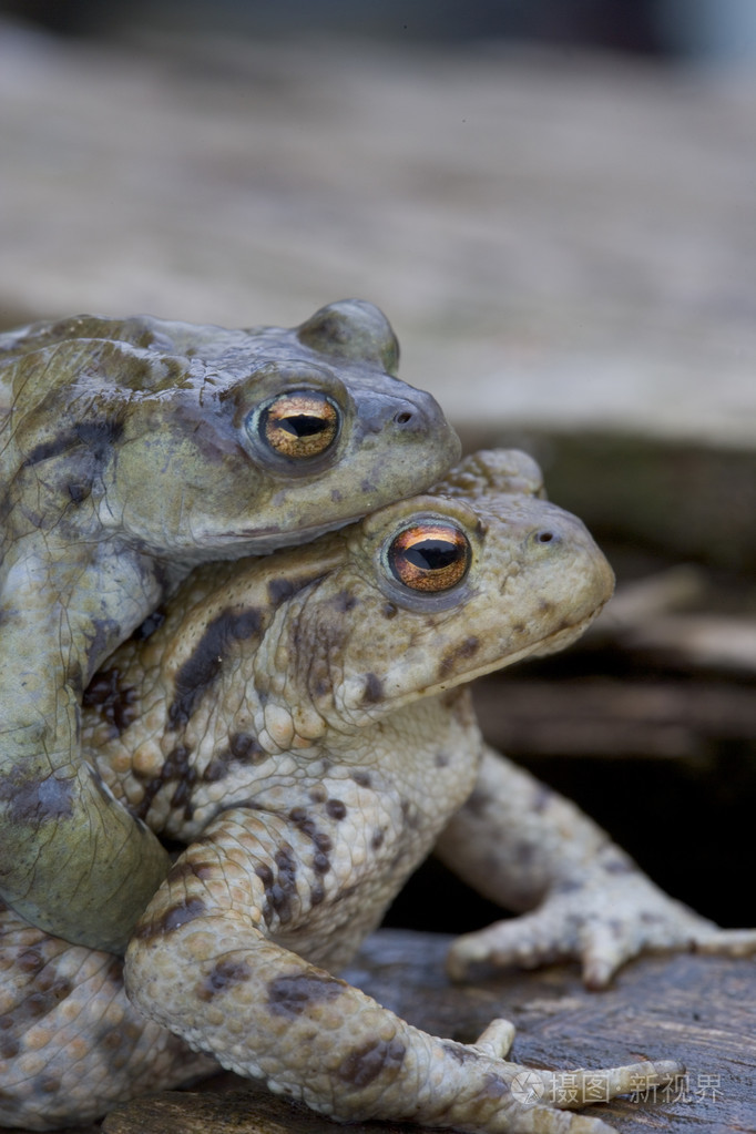 常见蟾蜍中华大蟾蜍