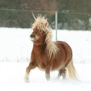 有长长的鬃毛，在冬天的华丽设得兰群岛小马。