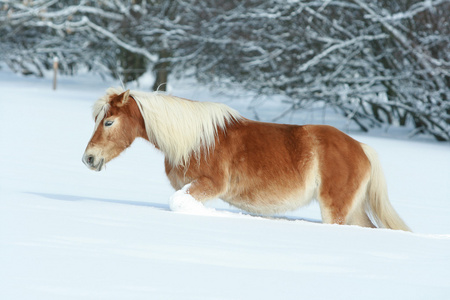 令人惊异的 haflinger 雪中奔跑