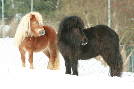 两个站在一起，在冬天的设得兰群岛 ponnies