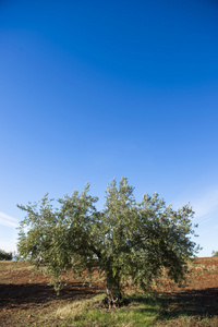 在秋季橄榄树上的橄榄。季节自然图像