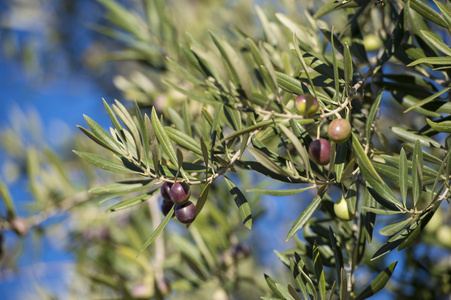 在秋季橄榄树上的橄榄。季节自然图像