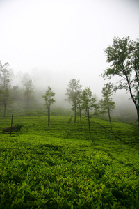 在斯里兰卡的茶叶种植园