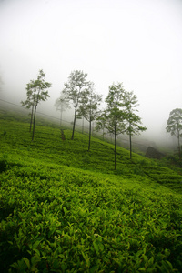 在斯里兰卡的茶叶种植园