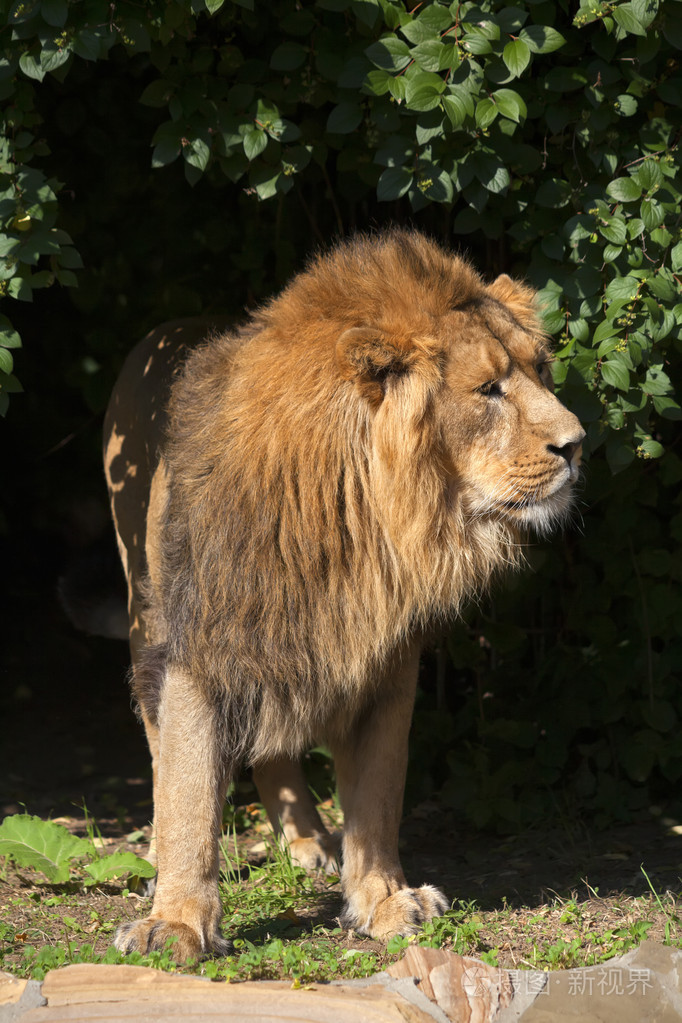 年轻的亚洲阳光照射狮子,目光从阴暗的森林