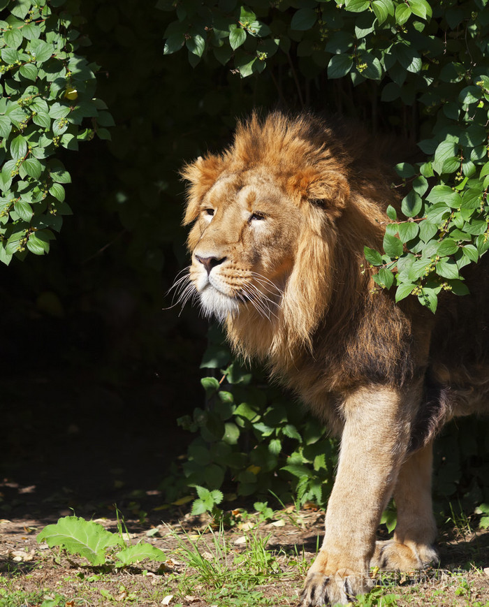 年轻的亚洲狮在阳光明媚的日子的侧面画像