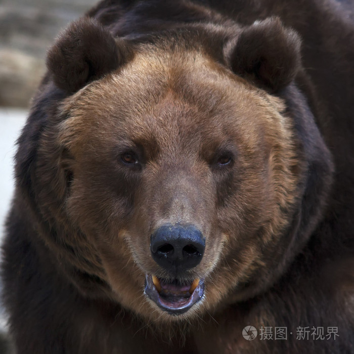 眼对眼与一头棕色的熊