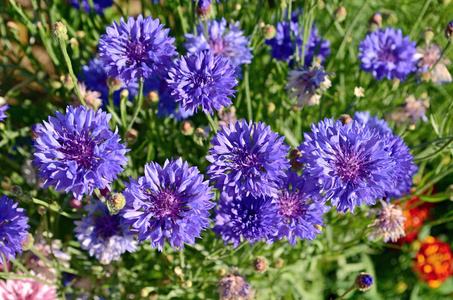 紫色的小花在花园里