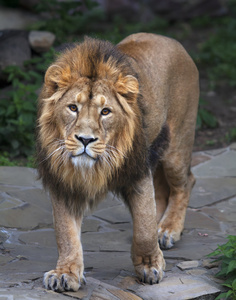 盯着年轻的亚洲狮全尺寸完整画像。垂直图像