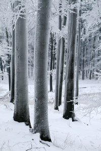 积雪没胫山毛榉森林