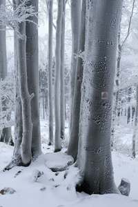 积雪没胫山毛榉森林