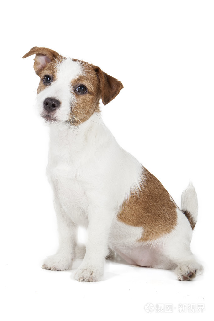 杰克罗素梗小狗