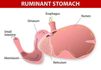 反刍动物的胃