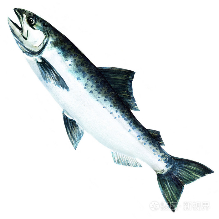 大鳞大马哈鱼的鱼水彩画