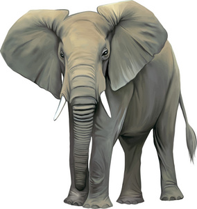 成人亚洲大象