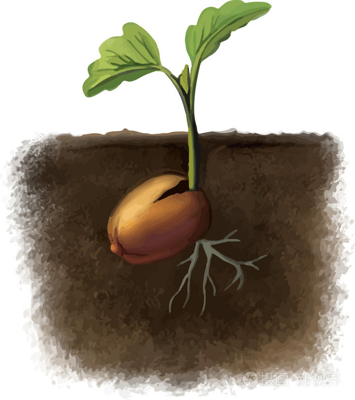与土壤中发芽的种子