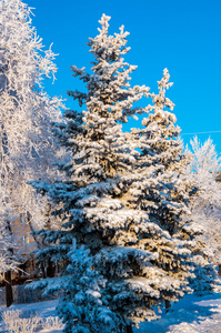 针叶树和柔软蓬松的雪花