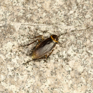 蚂蚁部队移动死掉的蟑螂图片