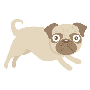 可爱的小狮子狗图片