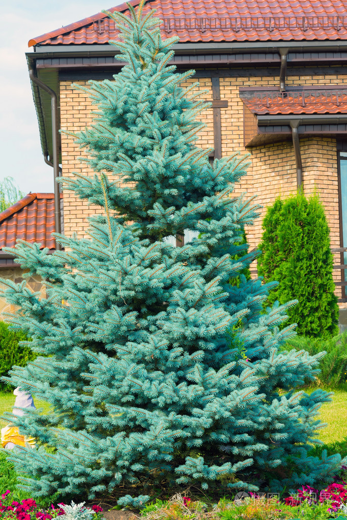 在这间小屋附近的蓝云杉
