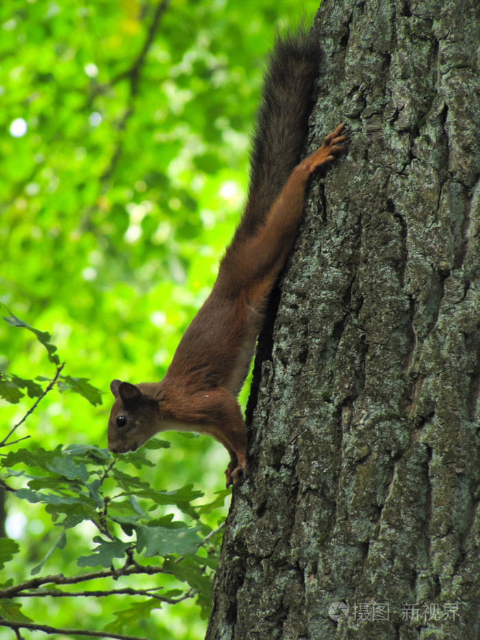 松鼠在树上