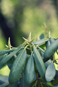 黄色毛茛花