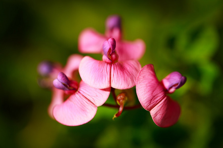 花卉