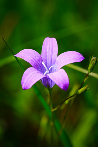 花卉