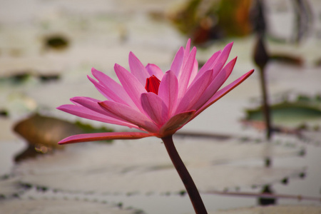 粉红色莲花