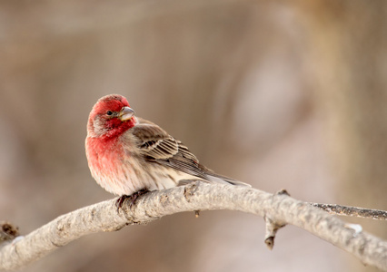 家朱雀，carpodacus mexicanus