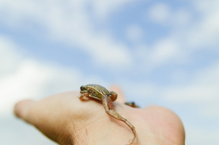 手上的小青蛙