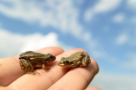 小青蛙在手上