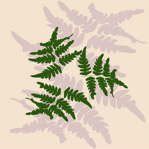 蕨详细信息图片-蕨详细信息素材-蕨详细信息插画-摄图新视界