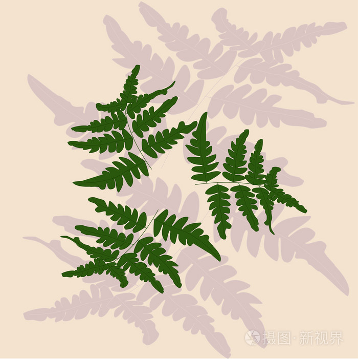 蕨类植物的矢量分支插画-正版商用图片1e8jw9-摄图新视界