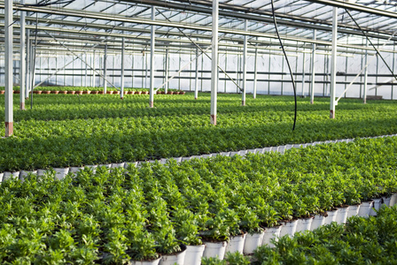 商业在温室中生长的植物