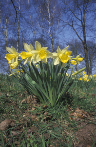 Wild daffodil, Narcissus pseudonarcissus